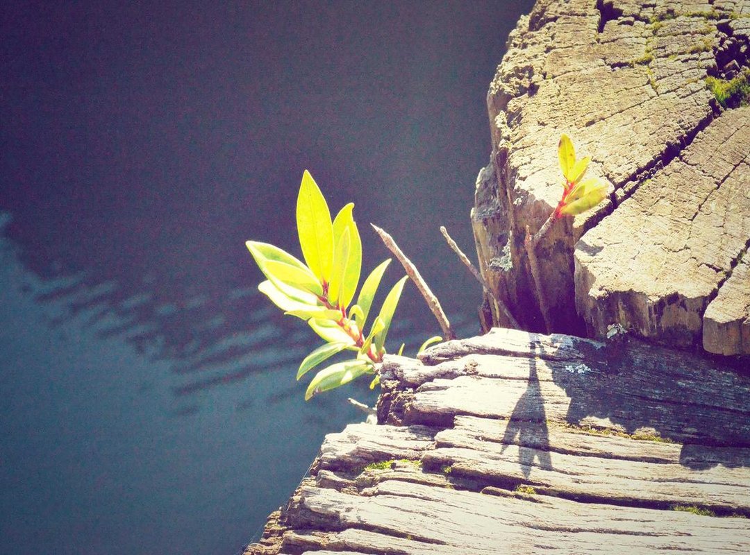 The Philosophy: Connecting Cultures Through Food