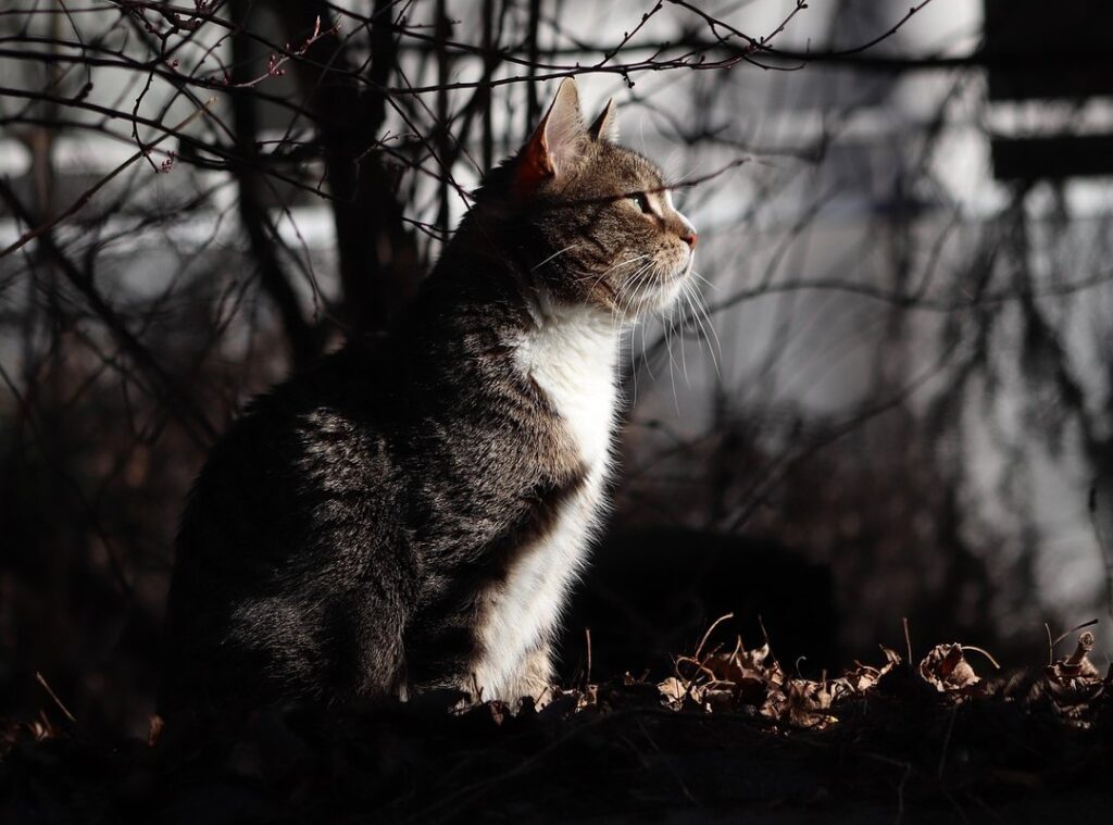 dawn r hopkins released