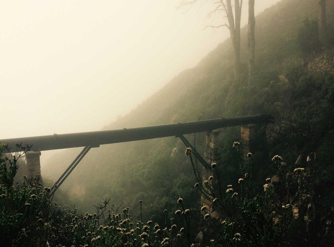 The Honest Truth: Weighing the Pros and Cons of Tendolax